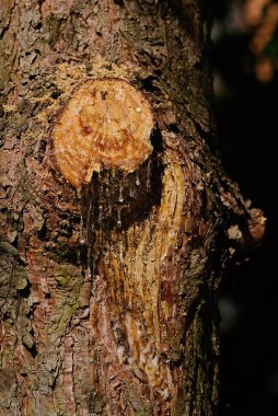 Kesilen bir ağaç dalına reçine damlaları