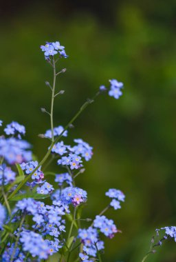 Bahar bahçesinde beni unutma çiçekleri