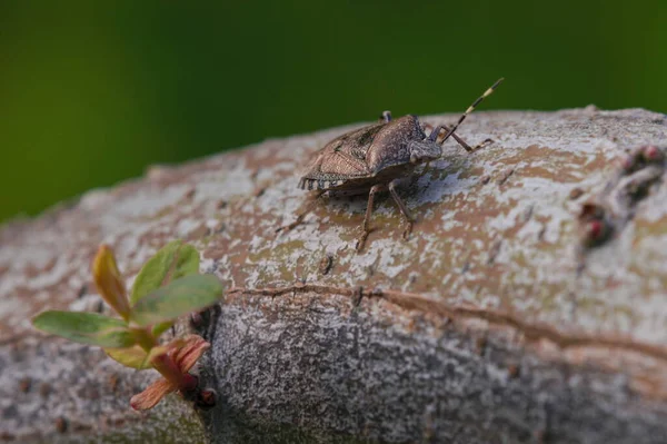Söğüt Dallarında Benekli Pis Kokulu Böcek — Stok fotoğraf