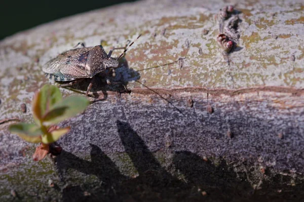 Söğüt Dallarında Benekli Pis Kokulu Böcek — Stok fotoğraf