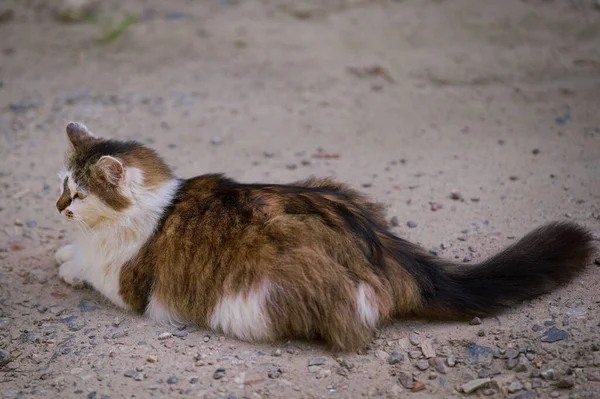 毛绒绒的猫躺在沙地的乡间路上 — 图库照片