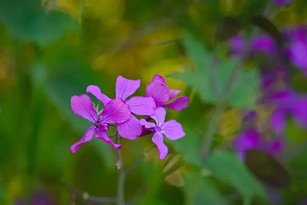 Fialová Malá Květinka Rozmazaném Pozadí — Stock fotografie