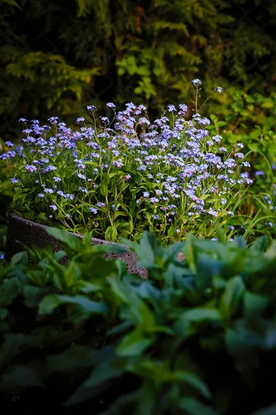 Vergissmeinnicht Blüht Frühlingsgarten — Stockfoto