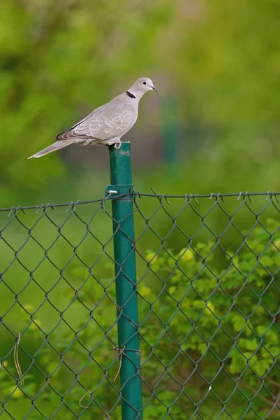 울타리 기둥에 비둘기 스톡 사진