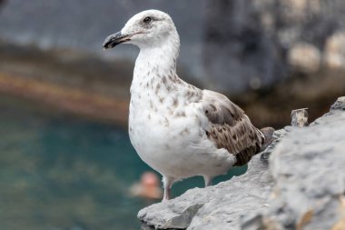 Portovenere, İtalya, 30 Temmuz 2023. Orta boy martı, gri ceketli ve sarı bacaklı.