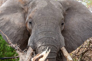 Tarangire, Tanzania, October 24, 2023. elephant head with big ears clipart