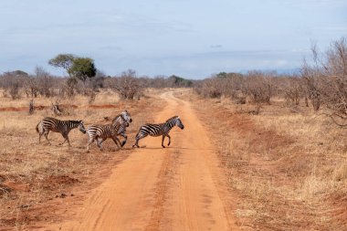 Tarangire, Tanzanya, 24 Ekim 2023. Zebralar bozkırda karşıdan karşıya geçiyor
