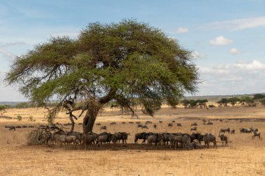 Tarangire, Tanzanya, 24 Ekim 2023. Bir ağacın gölgesinde antilop sürüsü