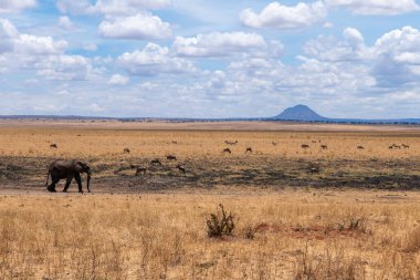 Tarangire, Tanzanya, 24 Ekim 2023. Savanada yürüyen yalnız bir fil.