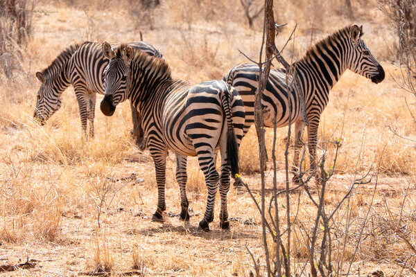Tarangire, Tanzania, October 24, 2023. Three zebras in the savannah