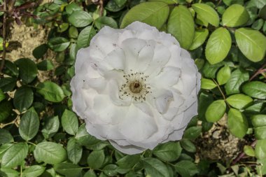 Meise, Belçika, 29 Haziran 2024. Meise botanik bahçesinde beyaz gül