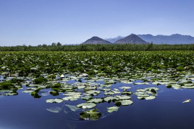 Skadar, Montenegro, August 11, 2024. Skadar Lake is the largest in Europe. clipart