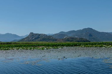 Skadar, Karadağ, 11 Ağustos 2024. Skadar Gölü Avrupa 'nın en büyüğü..