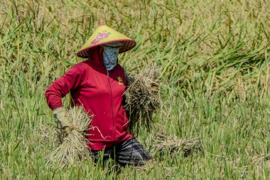 Mai Chau, Vietnam, 23 Ekim 2025. Mai Chau Vadisi ve onun tarım arazisi, Hoa Binh Eyaleti. Pirinç hasat eden bir kadın.