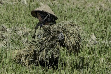 Mai Chau, Vietnam, 23 Ekim 2025. Mai Chau Vadisi ve onun tarım arazisi, Hoa Binh Eyaleti. Pirinç hasat eden bir kadın.