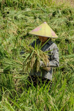 Mai Chau, Vietnam, 23 Ekim 2025. Mai Chau Vadisi ve onun tarım arazisi, Hoa Binh Eyaleti. Pirinç hasat eden bir kadın.