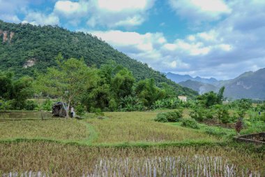 Mai Chau, Vietnam, 23 Ekim 2025. Mai Chau Vadisi ve onun tarım arazisi, Hoa Binh Eyaleti,