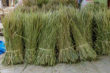 Mai Chau, Vietnam, 23 Ekim 2025. Mai Chau Vadisi ve tarlaları, bir çiftlikteki pirinç bitkileri
