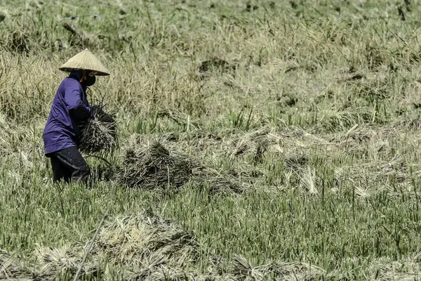 Mai Chau, Vietnam, 23 Ekim 2025. Mai Chau Vadisi ve onun tarım arazisi, Hoa Binh Eyaleti. Pirinç hasat eden bir kadın.