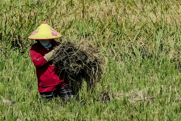 Mai Chau, Vietnam, 23 Ekim 2025. Mai Chau Vadisi ve onun tarım arazisi, Hoa Binh Eyaleti. Pirinç hasat eden bir kadın.