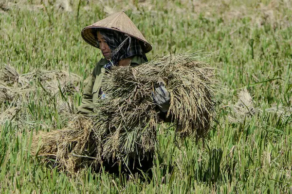 Mai Chau, Vietnam, 23 Ekim 2025. Mai Chau Vadisi ve onun tarım arazisi, Hoa Binh Eyaleti. Pirinç hasat eden bir kadın.