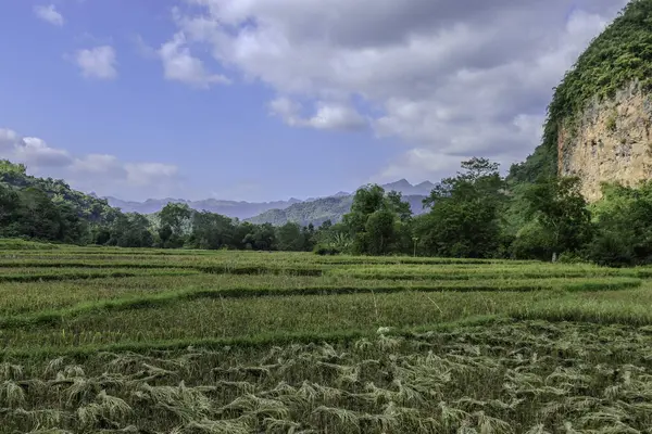 Mai Chau, Vietnam, 23 Ekim 2025. Mai Chau Vadisi ve onun tarım arazisi, Hoa Binh Eyaleti,