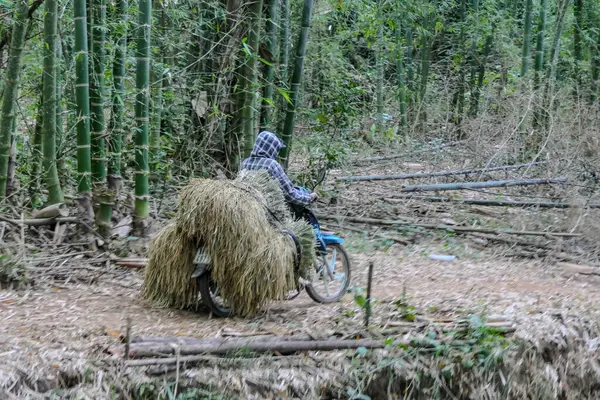 Mai Chau, Vietnam, 23 Ekim 2025. Mai Chau Vadisi ve onun tarım arazisi, Hoa Binh Eyaleti. Motosikletle pirinç taşıyan bir adam..