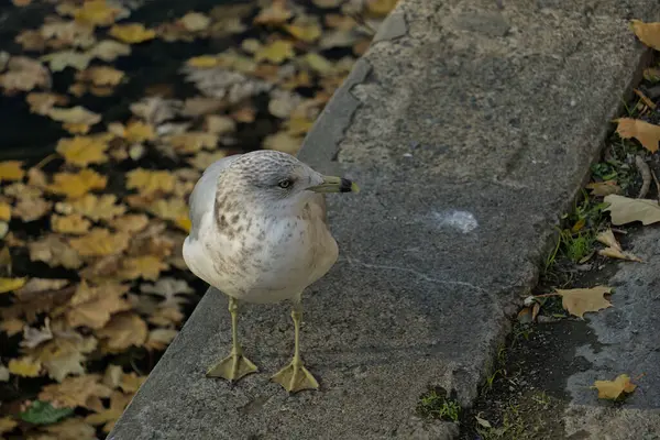 The Calm Larus is watching