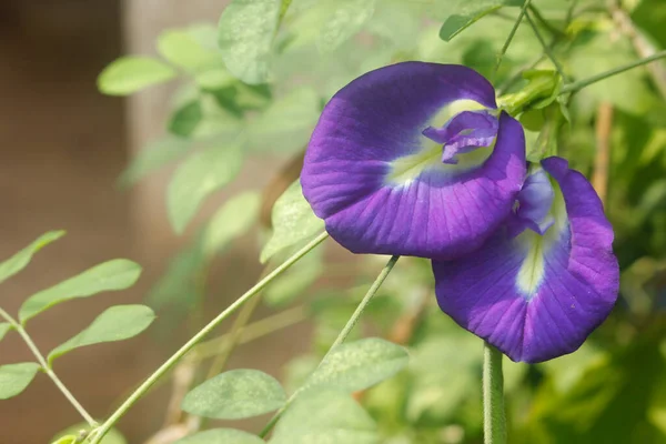 Clitoria Ternatea Purple Garden — стоковое фото