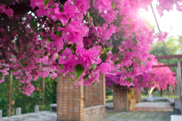 Розовая Bougainvillea Используется Украшения Сада — стоковое фото