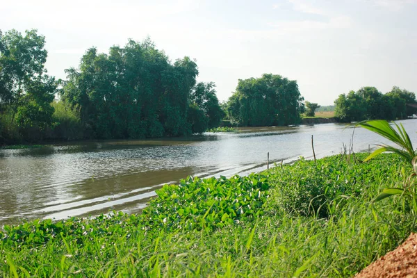 Nehir kıyısında otlar sürüklendi..