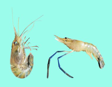 Karides kırpma yolu ile izole edildi, yeşil arkaplanda gölge yok