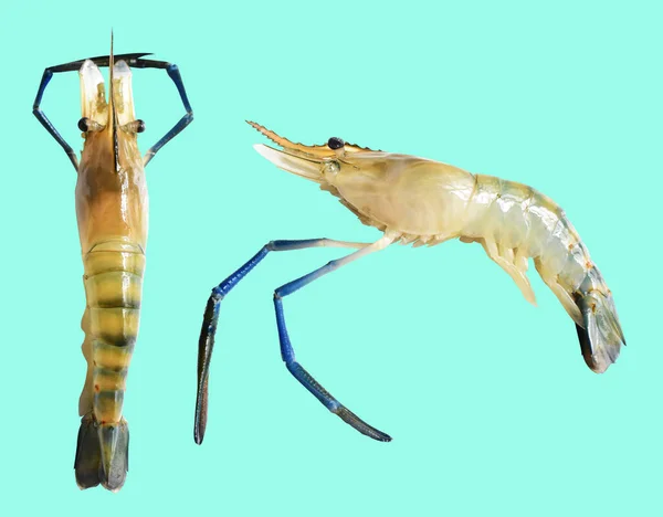 Shrimp Isolated Clipping Path Shadow Green Background — Stock Photo, Image
