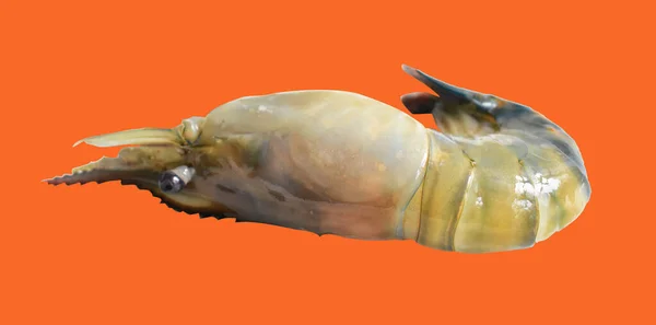 Shrimp Isoliert Mit Clipping Pfad Auf Orangefarbenem Hintergrund Kein Schatten — Stockfoto
