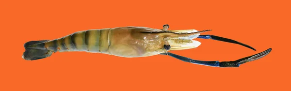 Krevety Izolované Výstřižkem Cesta Oranžovém Pozadí Žádný Stín Tepelně Neupravené — Stock fotografie