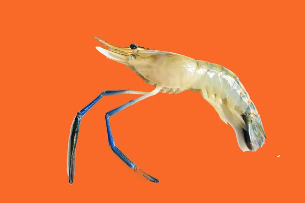 Shrimp Isoliert Mit Clipping Pfad Auf Orangefarbenem Hintergrund Kein Schatten — Stockfoto
