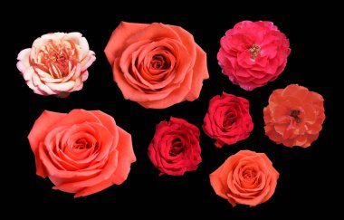 Siyah arka planda izole edilmiş kırmızı güller, kırpma yolu olmayan gölgeler.