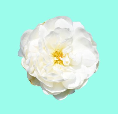 Gül yeşil arka planda izole edilmiş, kırpma yolu olmayan bir gölge, pastel gül çiçeği.