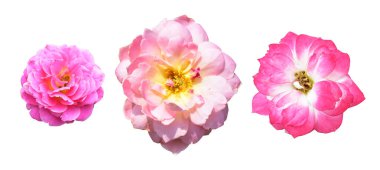 Gül beyaz arka planda izole edilmiş, kırpma yolu olan gölge yok, pastel gül çiçeği