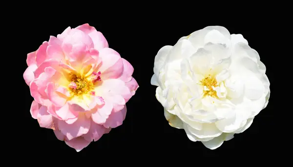 Pink roses isolated in black background, no shadow with clipping path