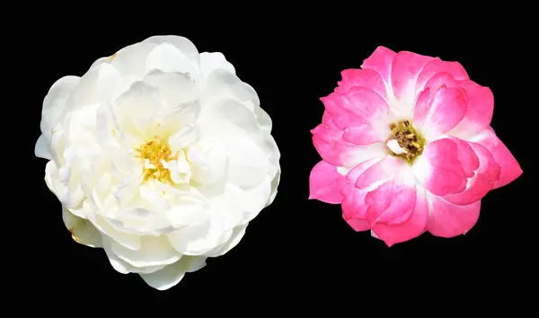 Pink roses isolated in black background, no shadow with clipping path