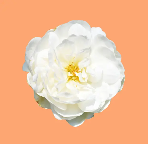 Rose isolated in cream background, no shadow with clipping path, pastel rose flower