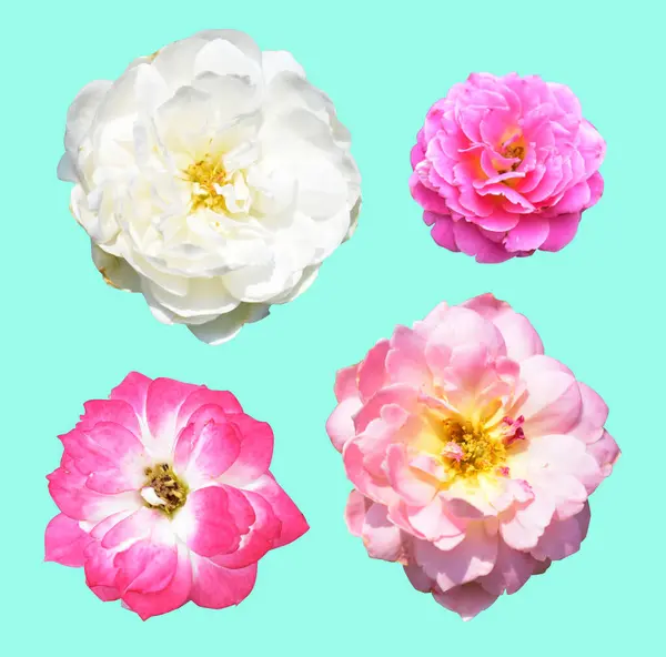 Rose isolated in green background, no shadow with clipping path, pastel rose flower