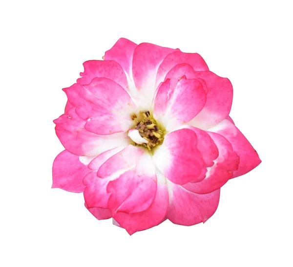 Rose isolated in white background, no shadow with clipping path, pastel rose flower