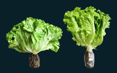 Yeşil marul salatası kırpma yolu ile izole edilmiş siyah arka planda gölge yok, taze sebzeler