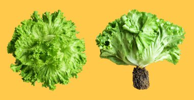 Yeşil marul salatası kırpma yolu ile izole edilmiş sarı arka planda gölge yok, taze sebzeler