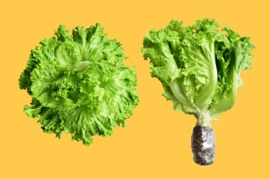 Yeşil marul salatası kırpma yolu ile izole edilmiş sarı arka planda gölge yok, taze sebzeler