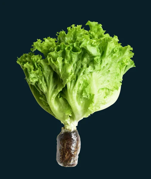 Green lettuce salad isolated with clipping path no shadow in black background, fresh vegetables