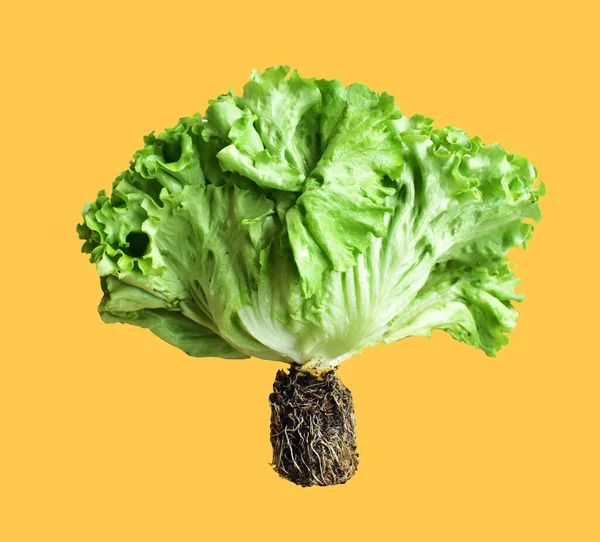 Zöld Saláta Saláta Izolált Nyírási Útvonal Nincs Árnyék Sárga Háttérben — Stock Fotó
