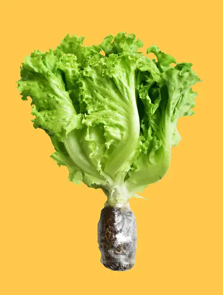 Green Lettuce Salad Isolated Clipping Path Shadow Yellow Background Fresh — Stock Photo, Image